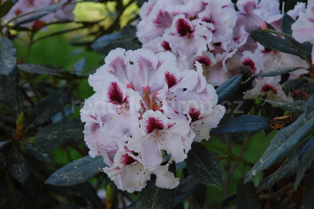 Rododendron sapporo 7073