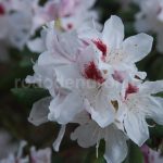 Rododendron Schneeauge