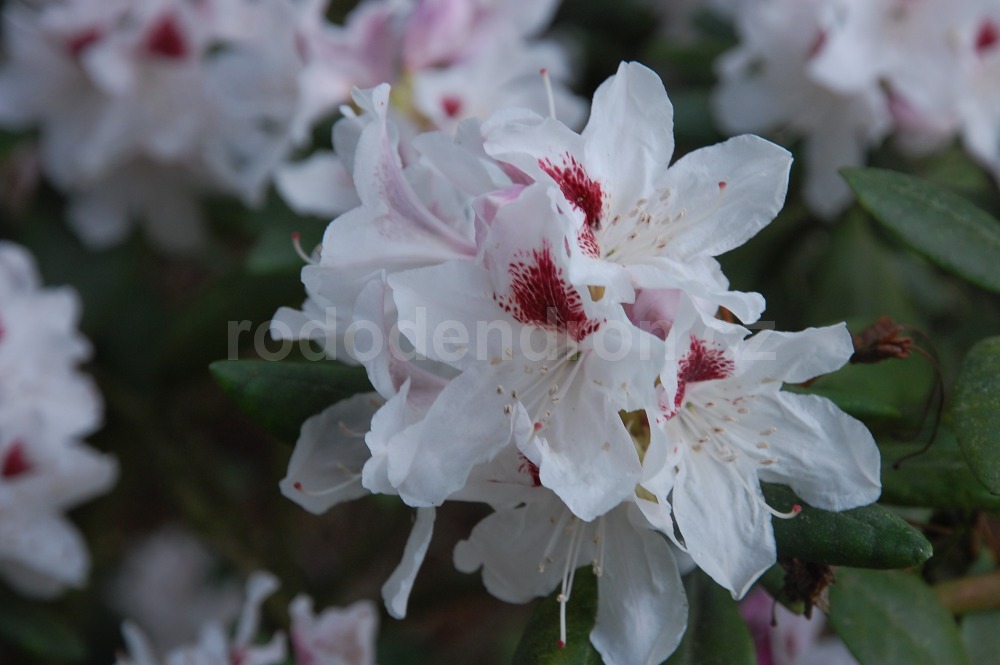 Rododendron Schneeauge