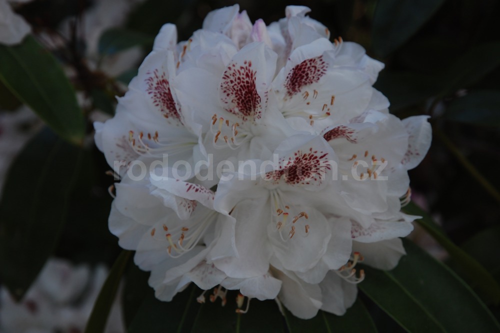 Rododendron Schneebuket