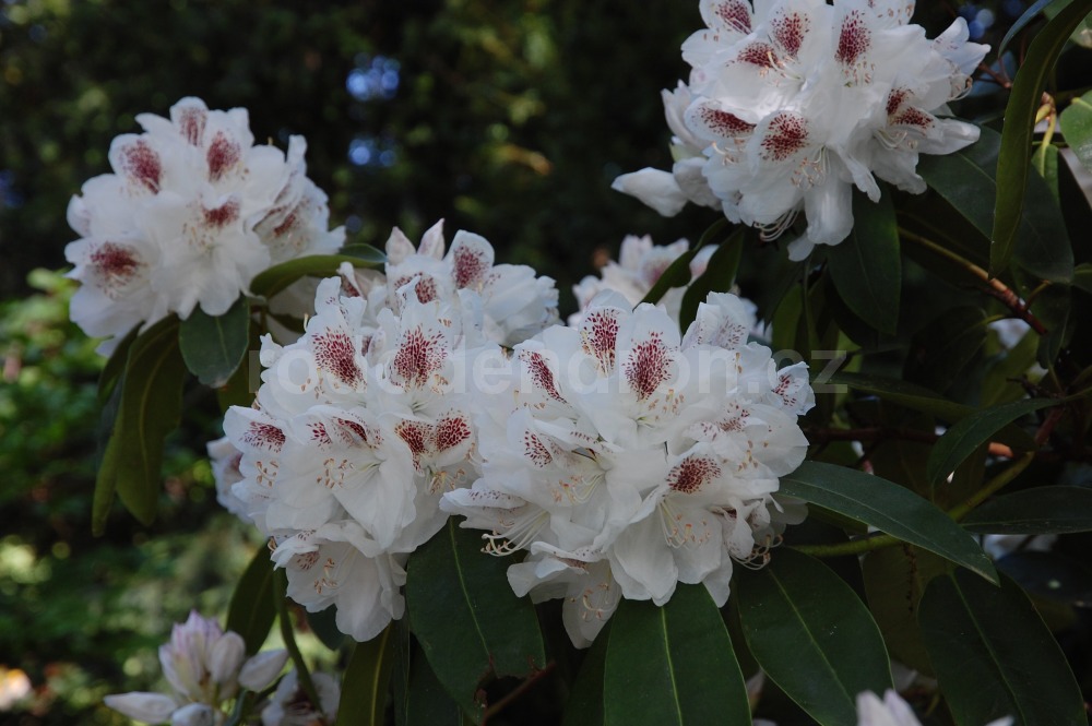 Rododendron Schneebuket