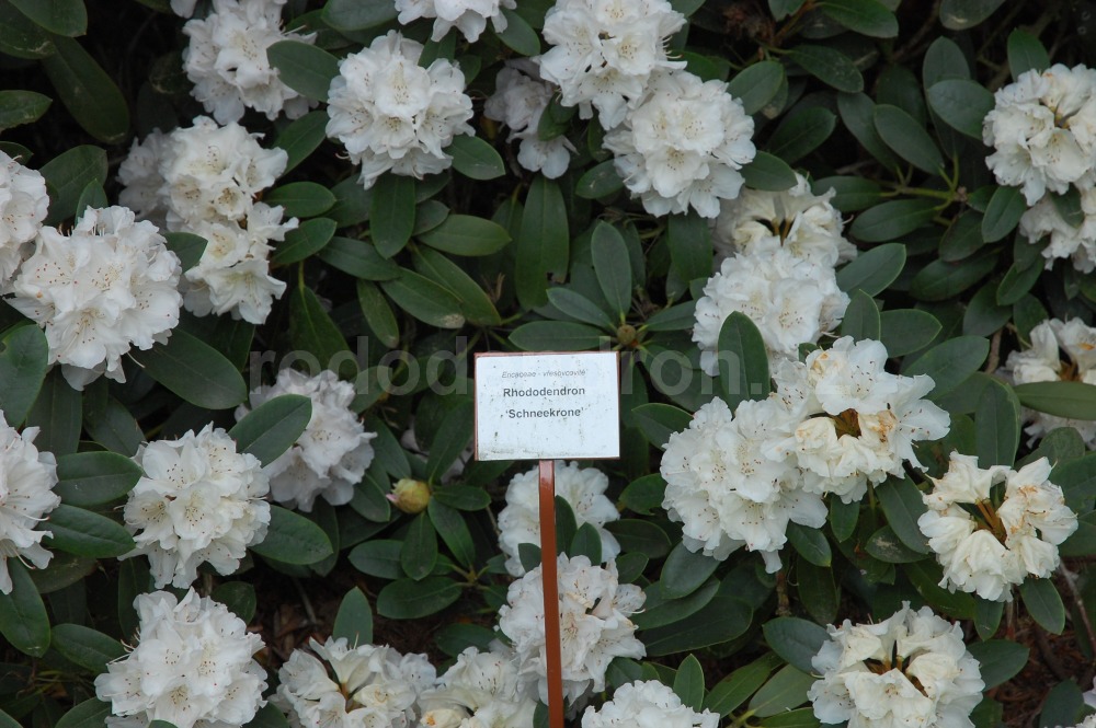 Rododendron Schneekrone