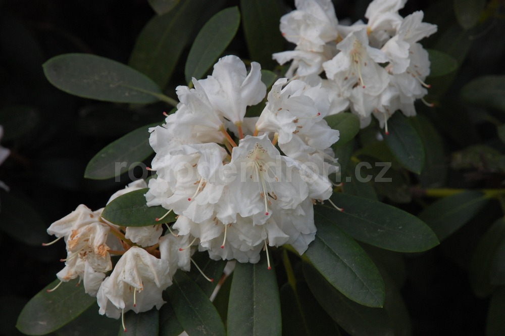 Rododendron Schneekrone