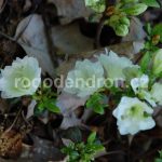 Rododendron Schneeperle