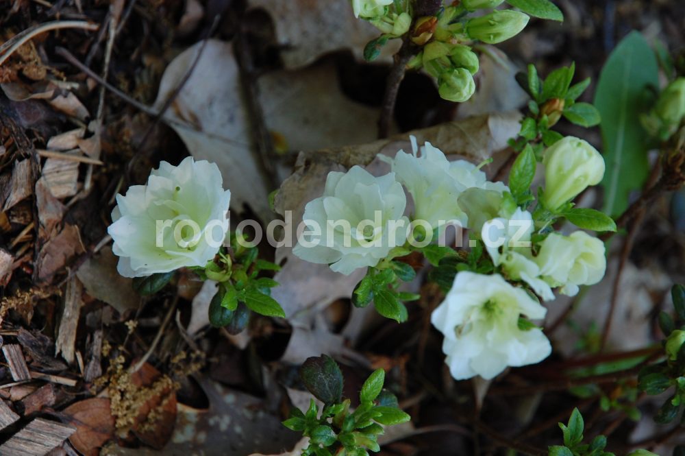 Rododendron Schneeperle