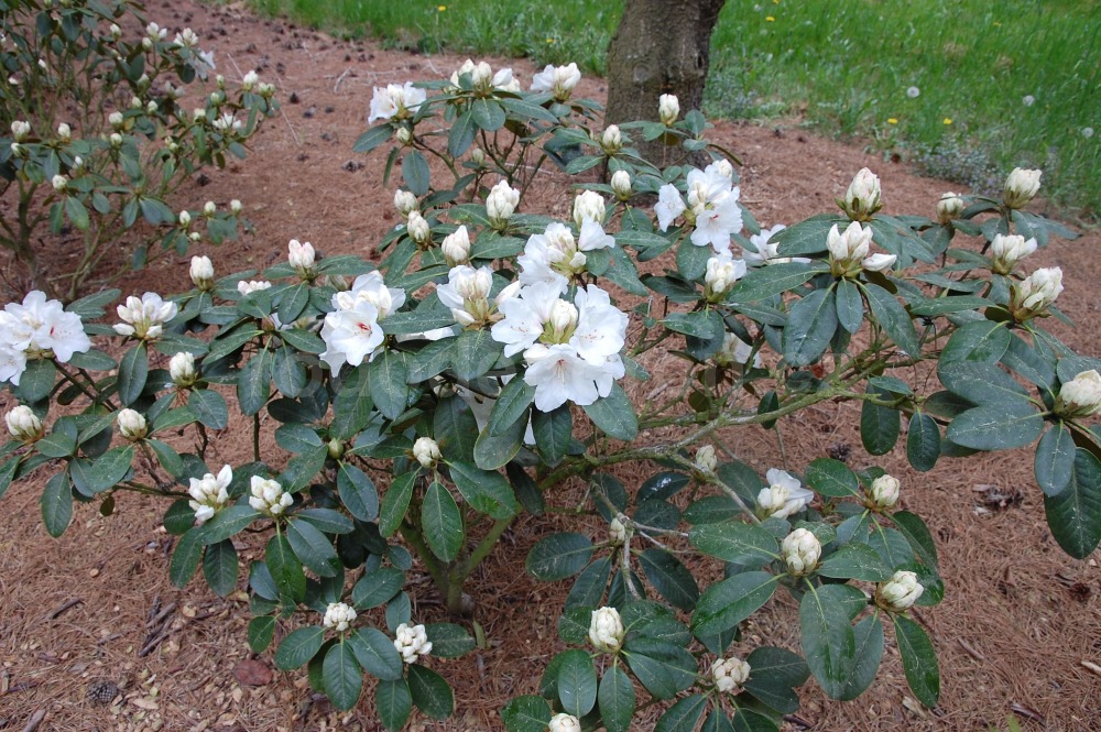 Rododendron Schneespiegel