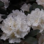 Rododendron Schneewolke