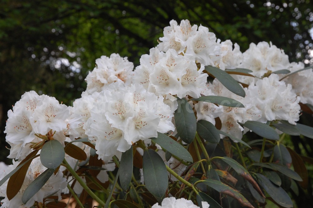 Rododendron Schneewolke