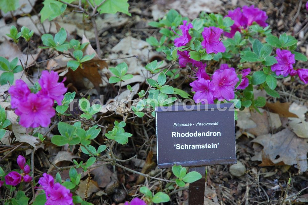 Rododendron Schramstein