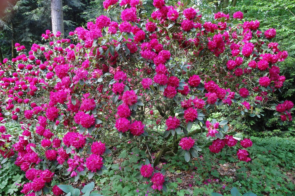Rododendron Schranhorst