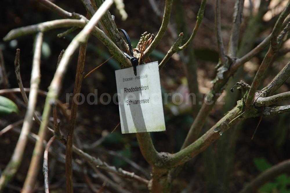Rododendron Schwanensee