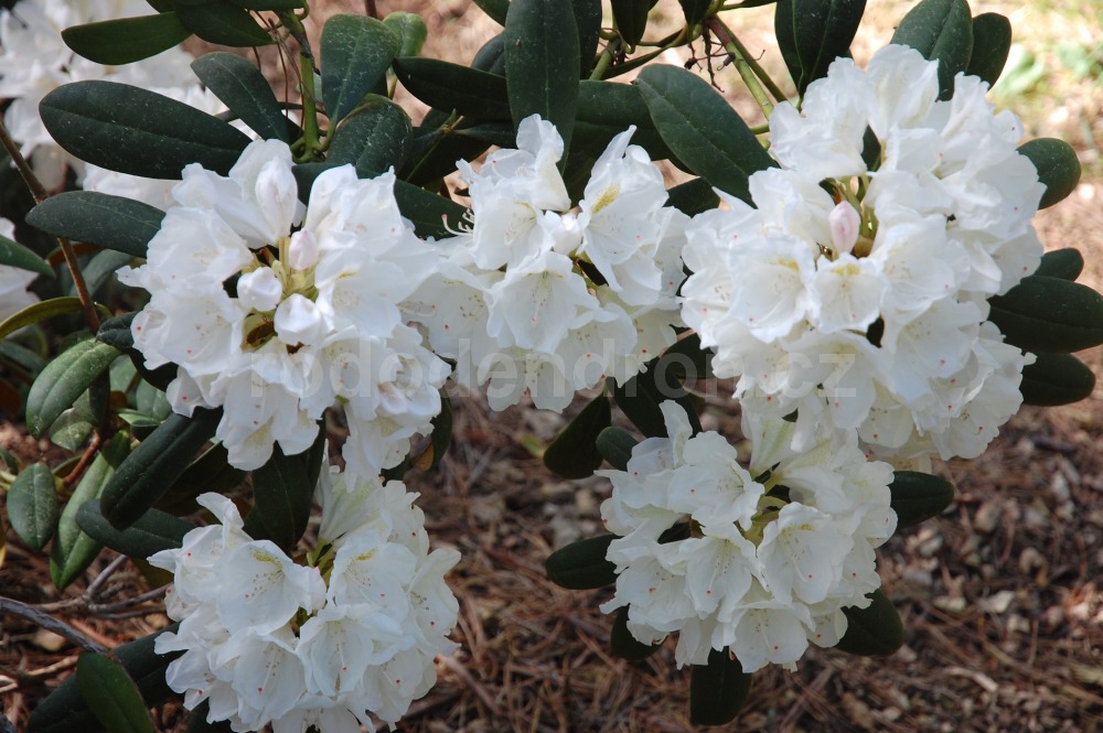 Rododendron Schwanensee