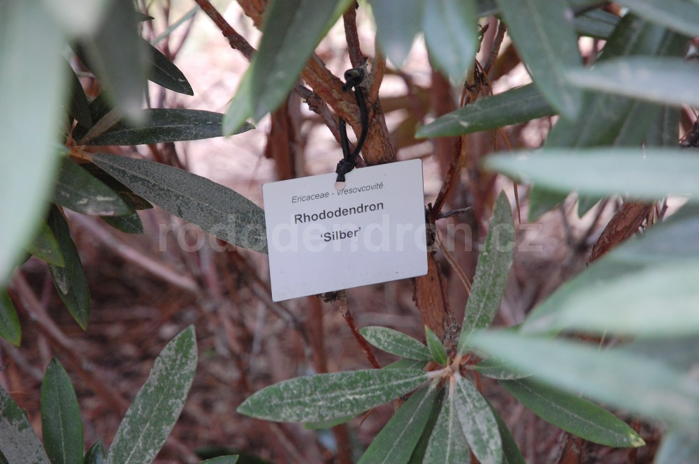 Rododendron Silber