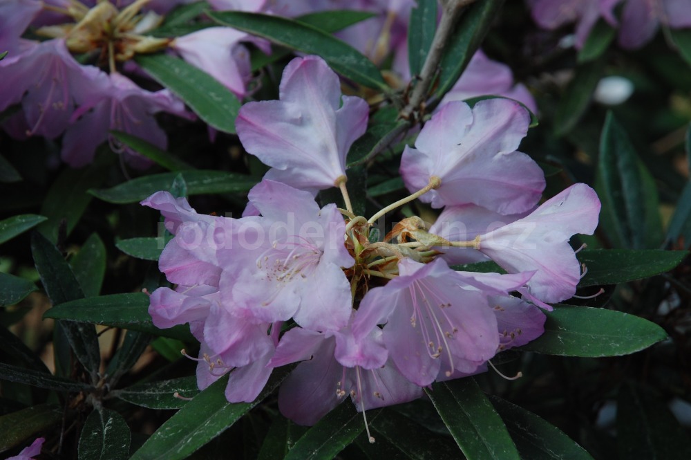 Rododendron Silber
