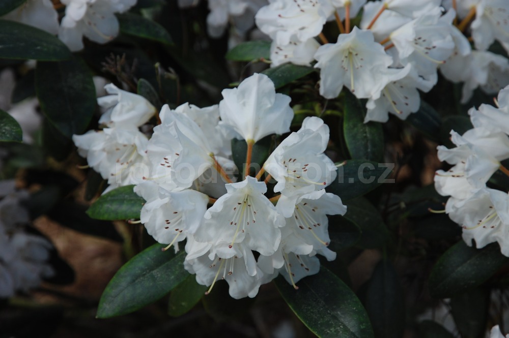 Rododendron Silber Glanz