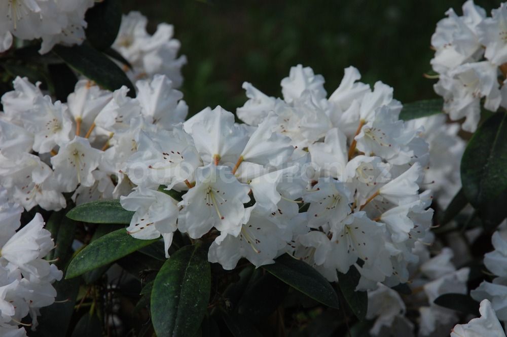 Rododendron Silber Glanz