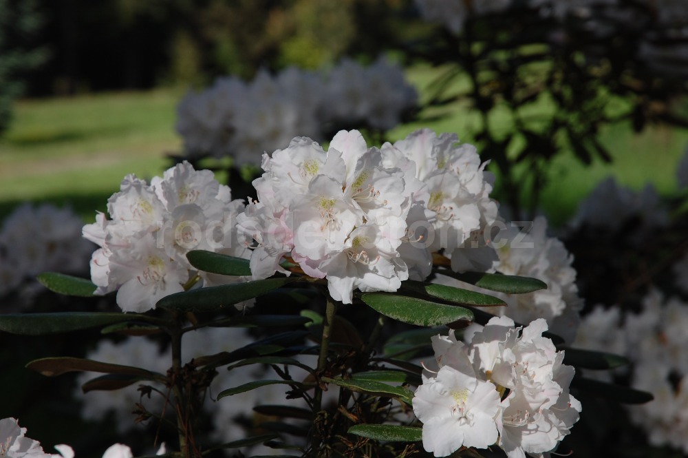 Rododendron Silver Lady