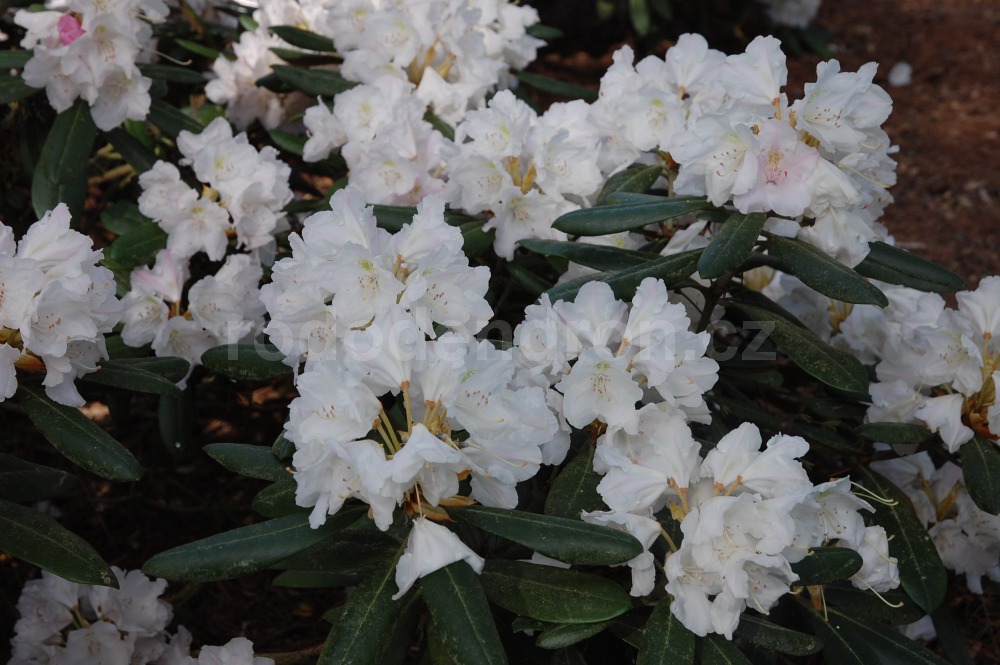 Rododendron Silver Lady