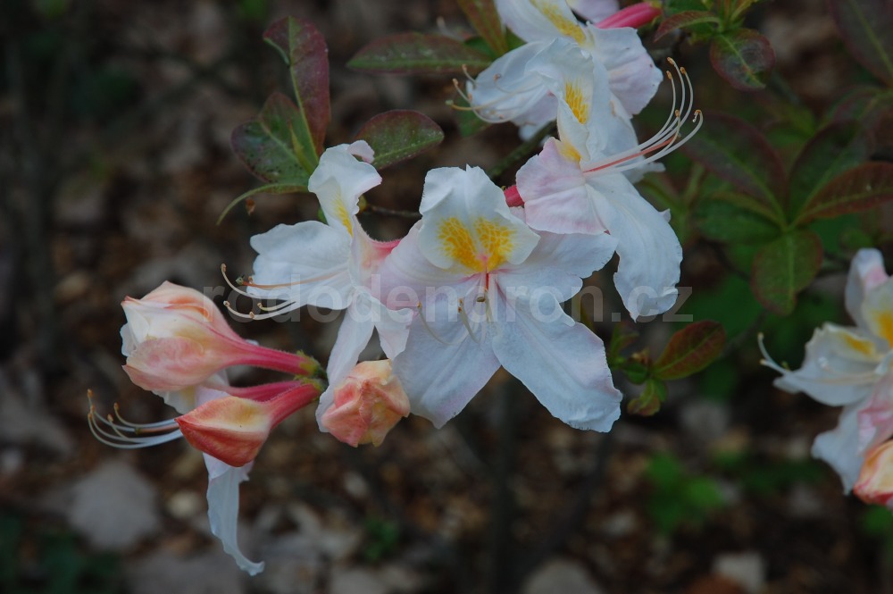 Rododendron Silver Slipper