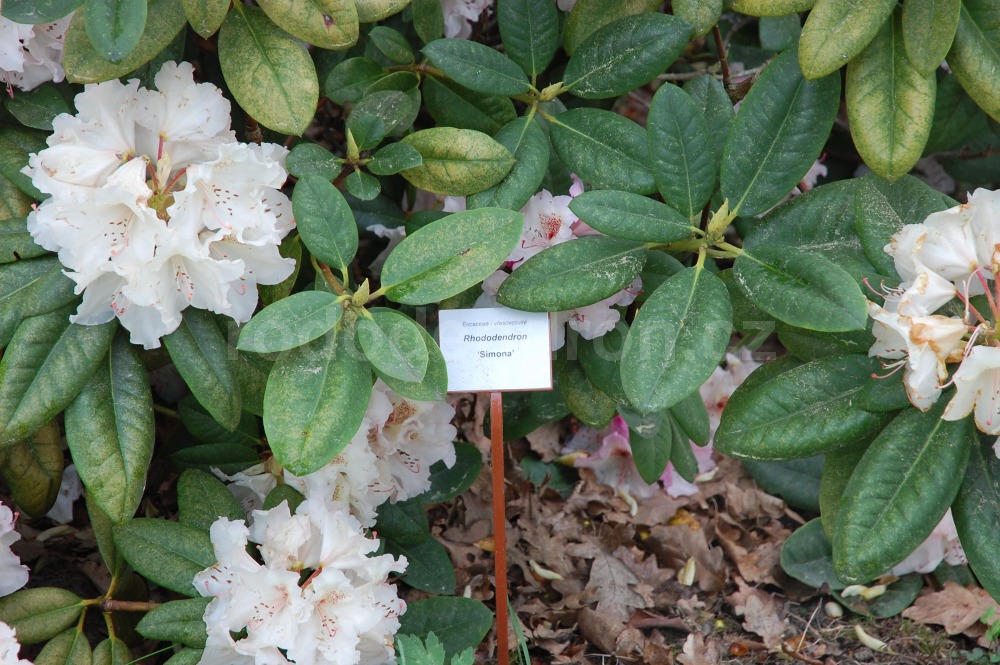 Rododendron Simona