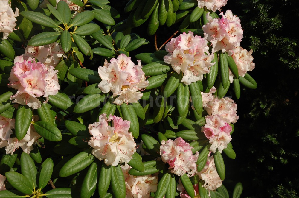 Rododendron Simona