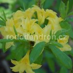 Rododendron Sonnekopfchen