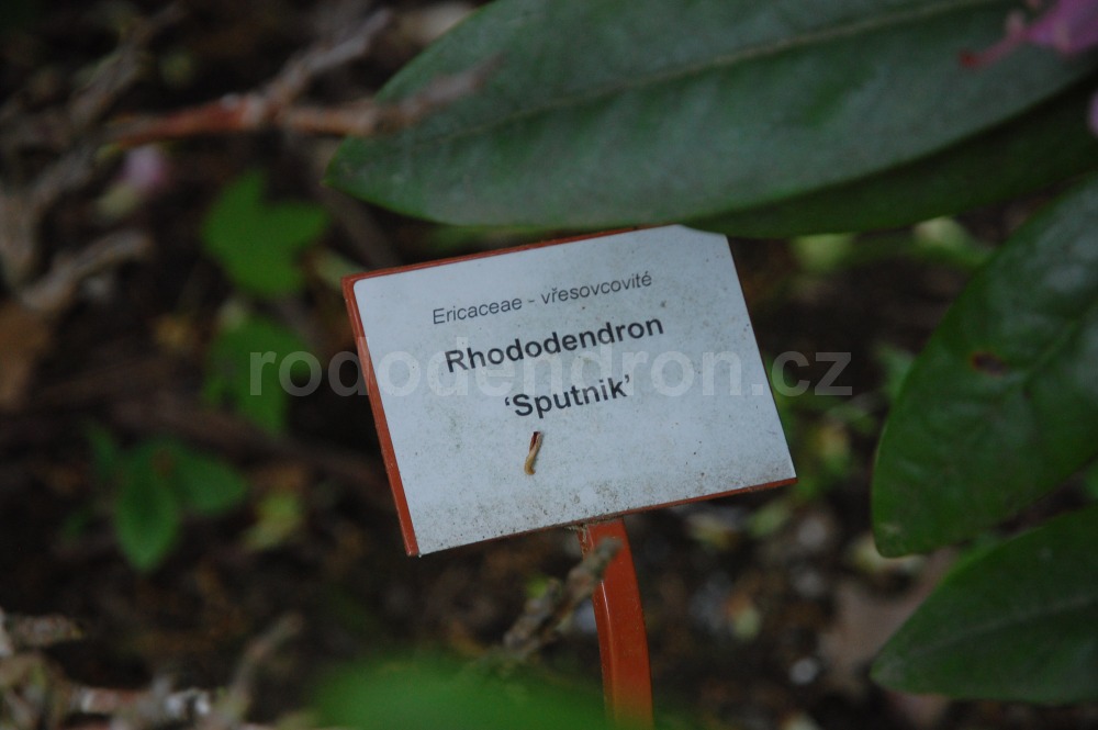 Rododendron Sputnik