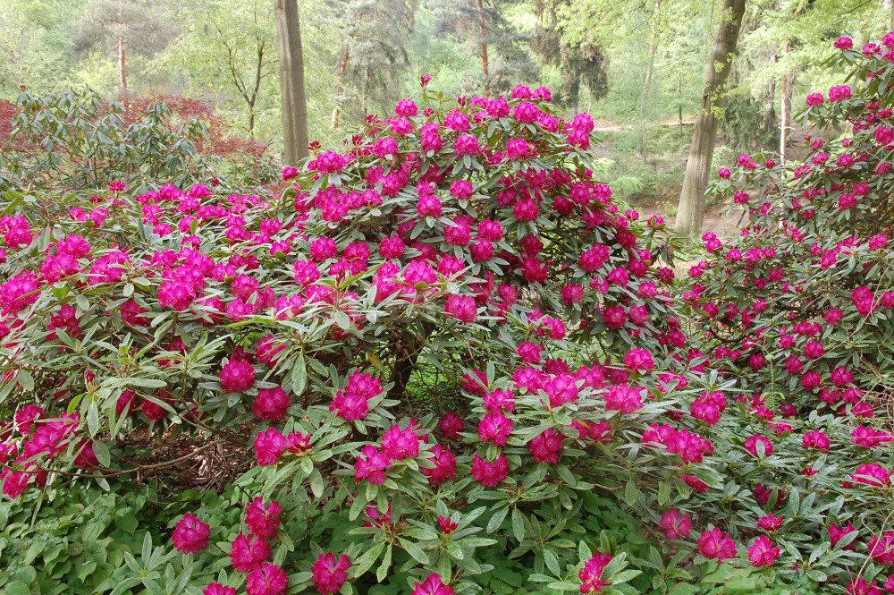 Rododendron Stella