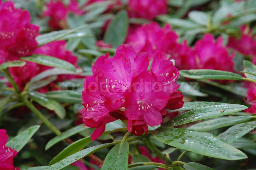Rododendron Stella