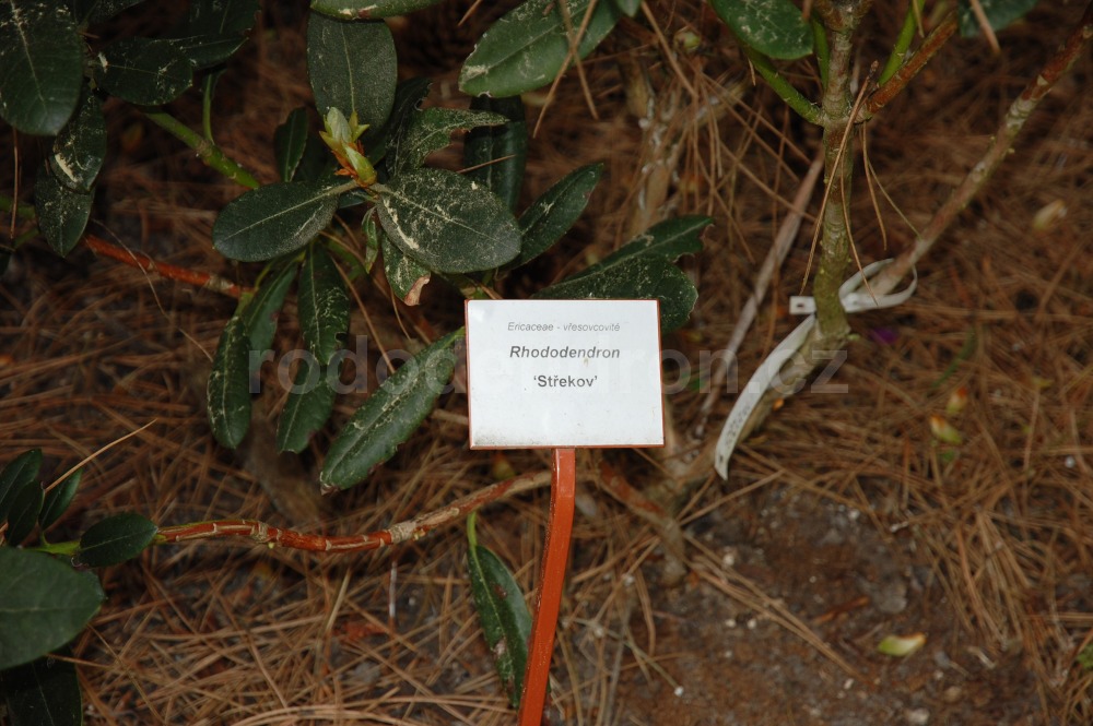 Rododendron Střekov