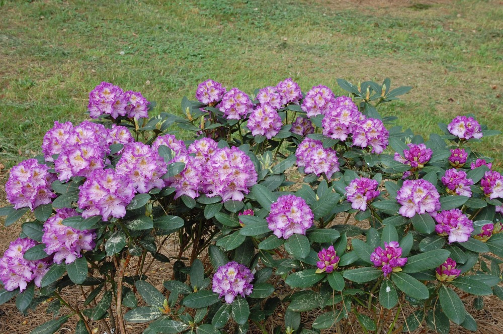 Rododendron Střekov