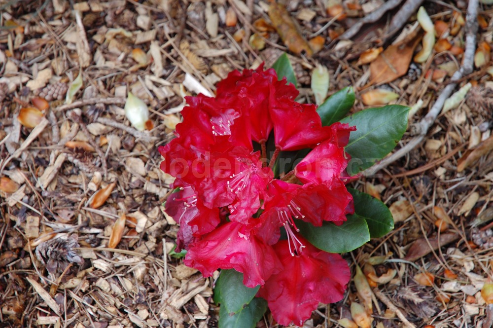 Rododendron Tarantella