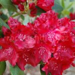 Rododendron Tarantella