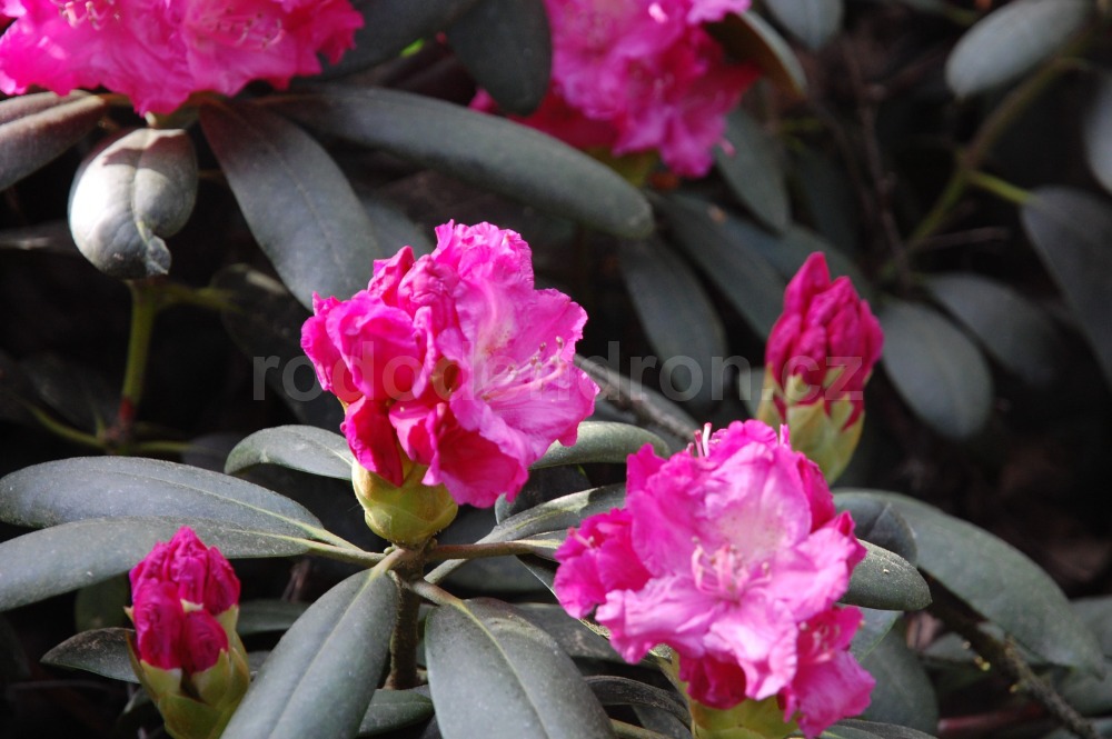 Rododendron Tatjana