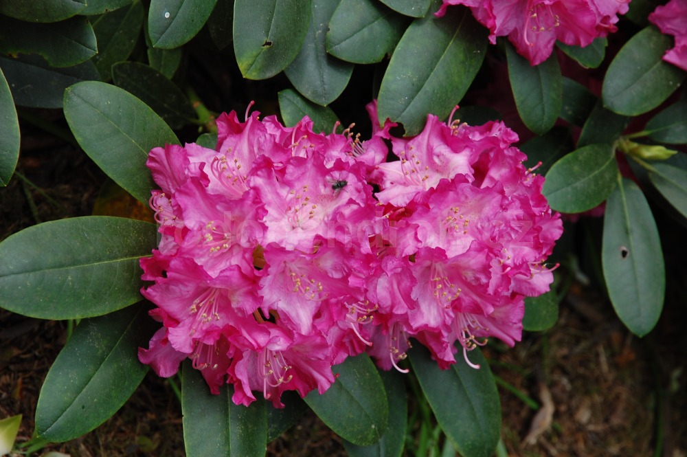 Rododendron Tatjana