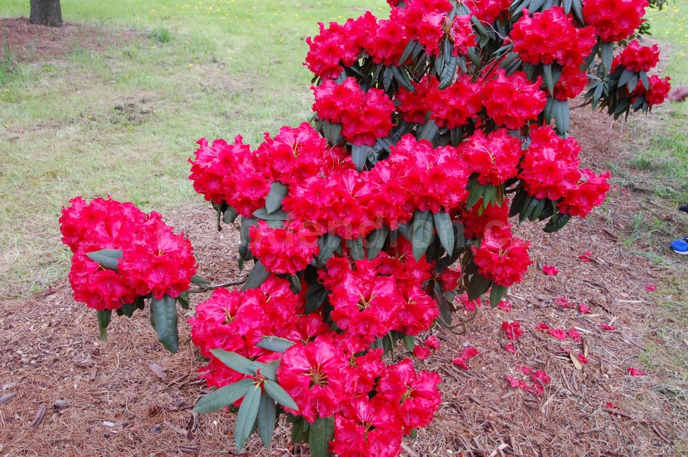 Rododendron Taurus