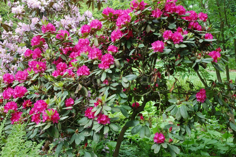Rododendron Textor