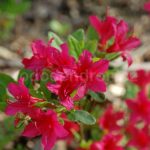 Rododendron Toreador
