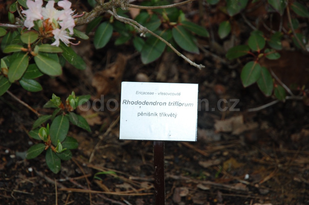 Rododendron Triflorum