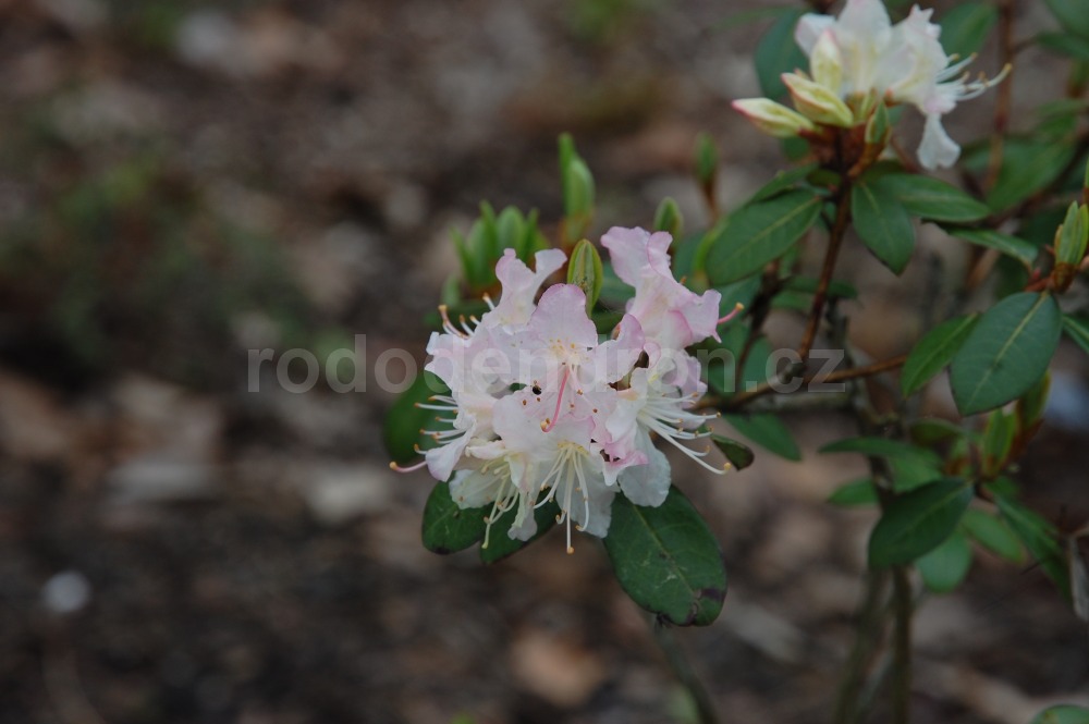 Rododendron Triflorum