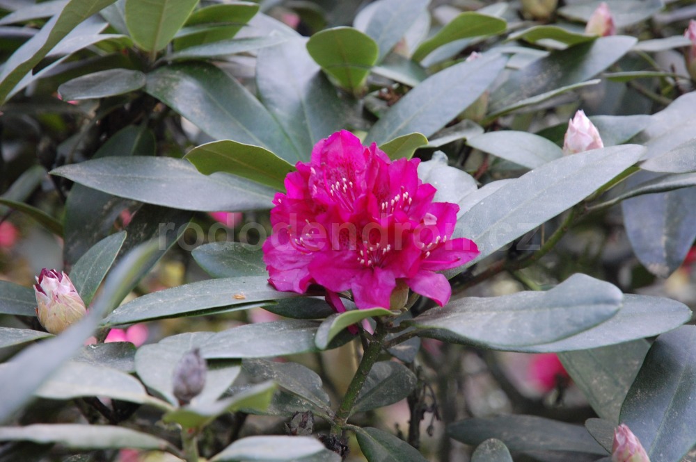 Rododendron Turkana