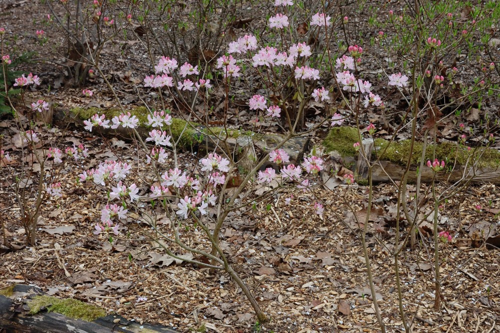 Rododendron Vaseyův