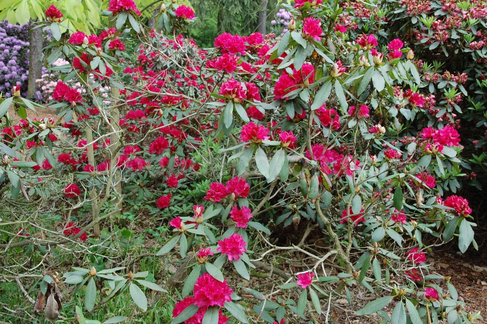 Rododendron Vilém Heckel