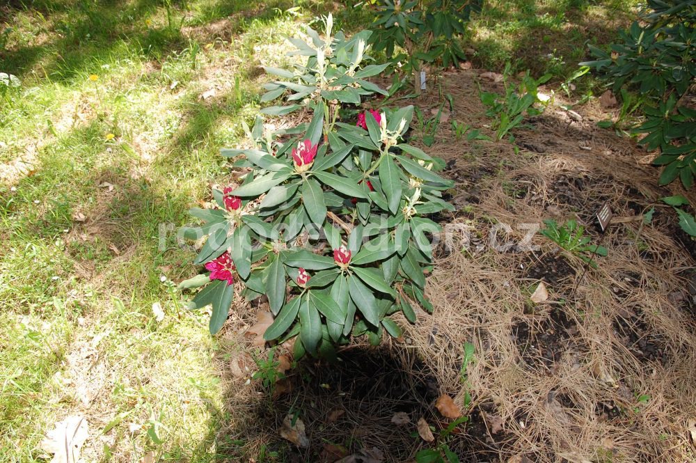 Rododendron Vilém Heckel