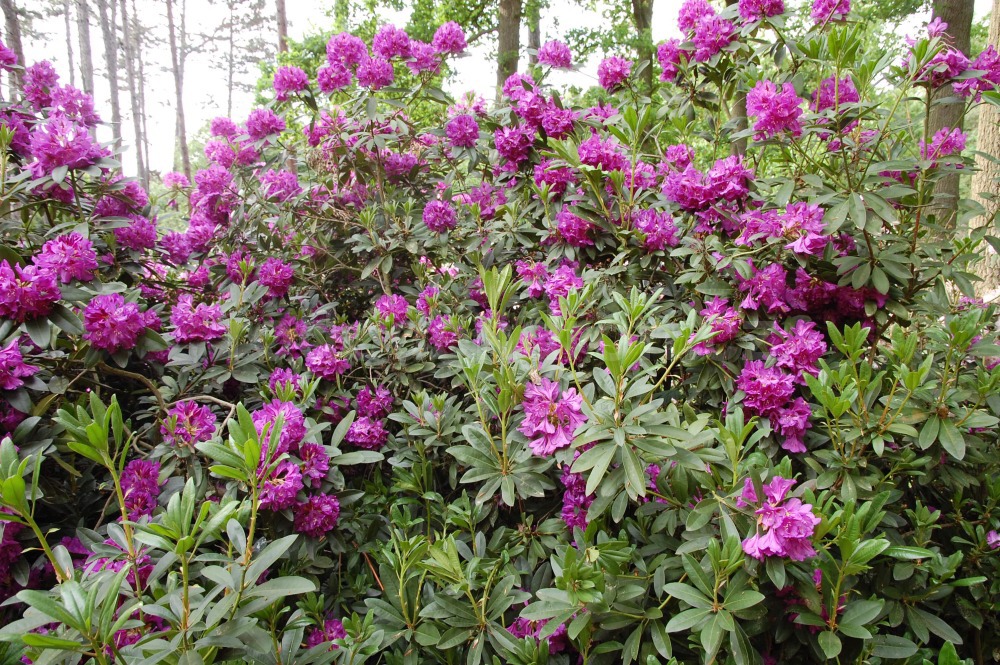 Rododendron Violett Blau