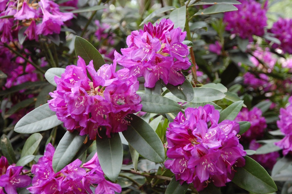 Rododendron Violett Blau