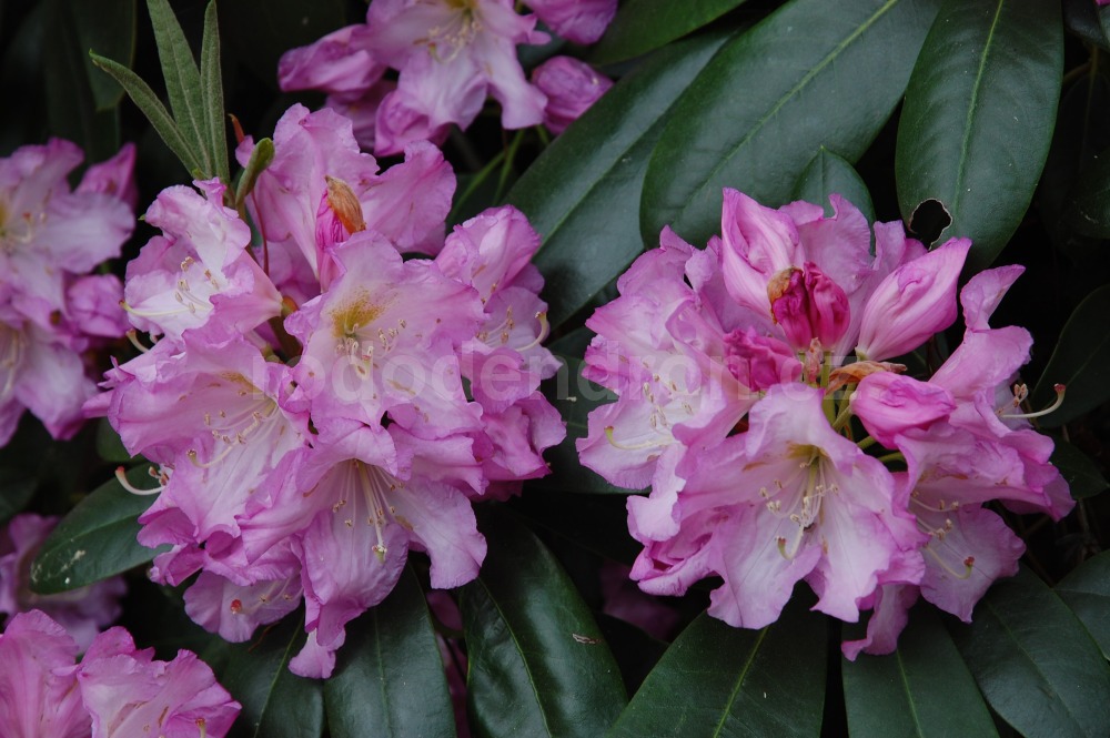 Rododendron violetta 7582