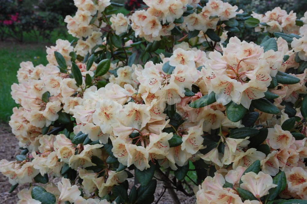 Rododendron Viscy
