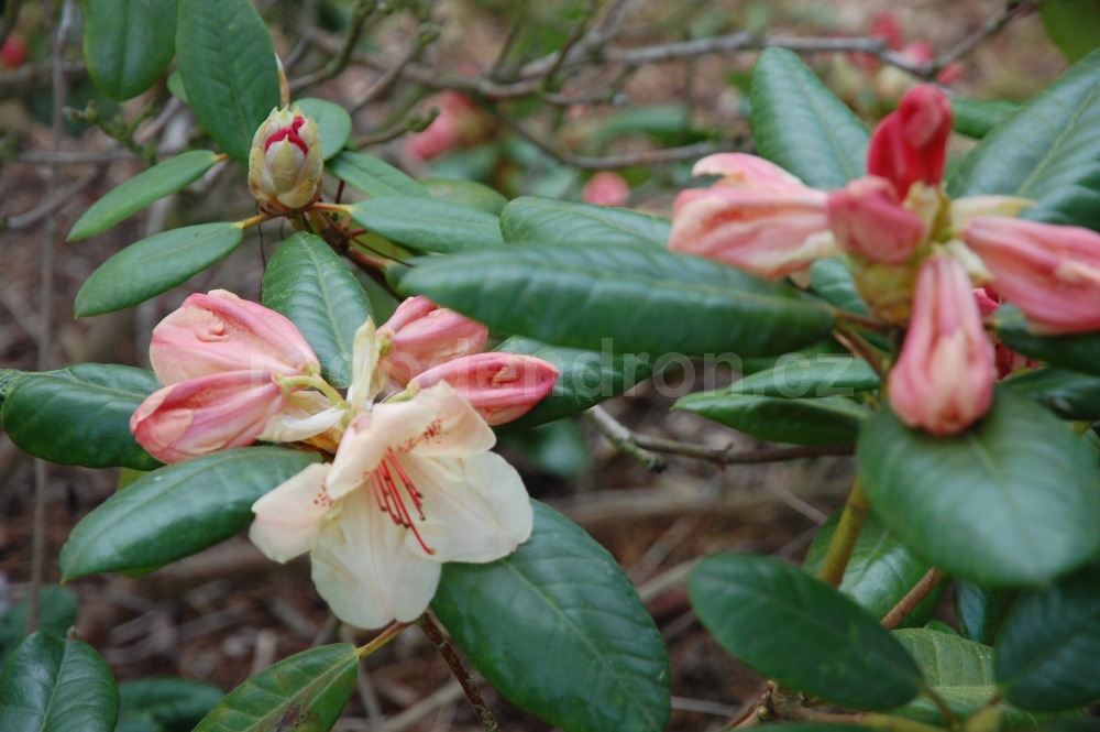 Rododendron Viscy