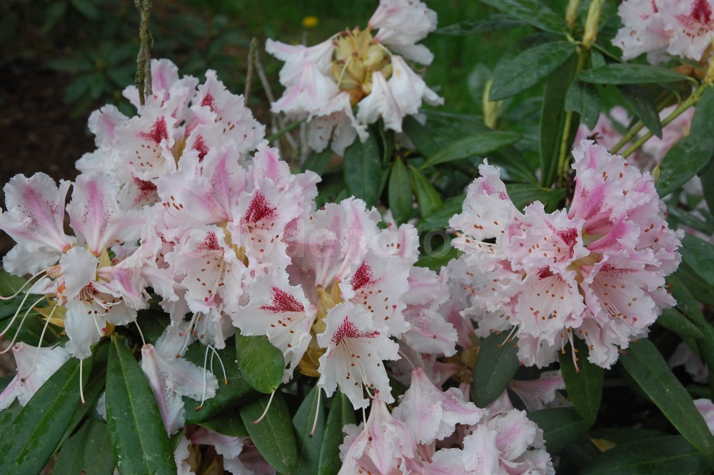 Rododendron Vivatella